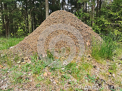 a large forest anthill in the thicket of the forest. summer time. a huge colony of ants. Stock Photo