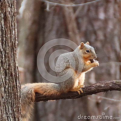 Fox squirrel sitting on limb Stock Photo