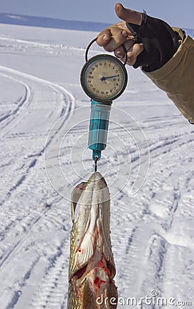 fish at the weigh-in Stock Photo