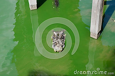 A large freshwater crocodile, Scary crocodiles in water. Stock Photo
