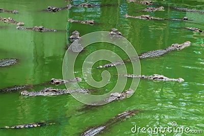 Large freshwater crocodiles are floating above the water Stock Photo