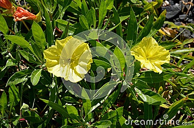 The large-fruited evening primrose will captivate you and attract you with its bright, yellow flowers, which open in the early Stock Photo