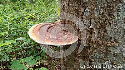 Large fungi stick to tree trunks, fungi, poisonous mushrooms, pests Stock Photo