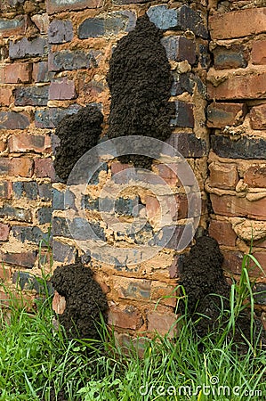 Large fungus-growing termite nest Stock Photo