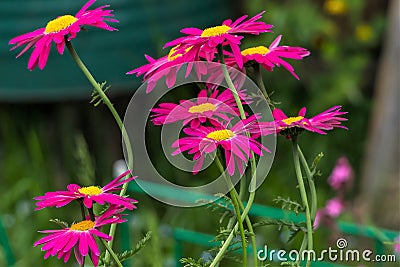 Large garden daisies with bright cyclamen-colored petals. Stock Photo