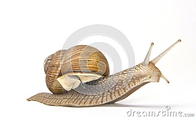 Large garden snail Stock Photo