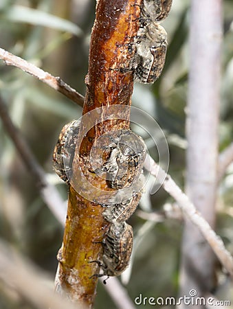 A Large Gathering of Bumble Flower Beetles Euphoria inda on a Stalk of a Russian Olive Plant Stock Photo