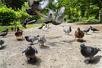 Large gathering of pigeons jostling each other. Stock Photo