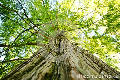 Large giant tree canopy and limbs looking up in forest Stock Photo