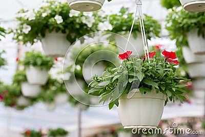 Large glass greenhouse with flowers indoor and cultivation plants Stock Photo