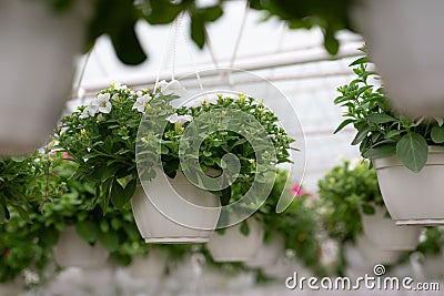 Large glass smart greenhouse with flowers assortiment Stock Photo