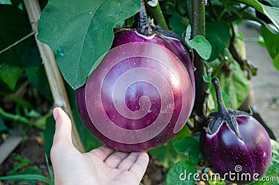 Large globular eggplant varieties of `Bourgeois` in the garden Stock Photo