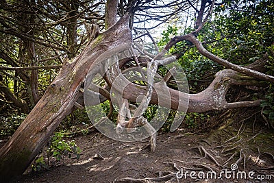 Large gnarly trees along the Wild Pacific Trail in Ucluelet, British Columbia Stock Photo