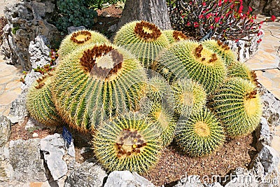 Large golden barrel cactus growing in the exotic garden Stock Photo