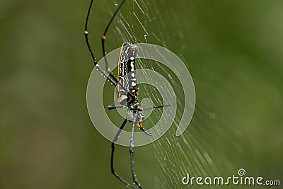 Closeup of a large golden orb spider in its web in Tangkoko National Park, Sulawesi, Indonesia Stock Photo