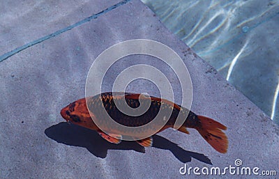 A large goldfish swims in the water. Stock Photo