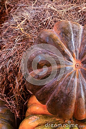 Large gourd ribbed dark green large seasonal vegetable on a pile of hay rustic design Stock Photo