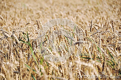 A large grain field, ready for harvest Stock Photo