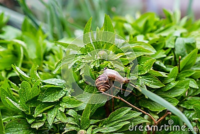 A large grape snail crawls through the grass Stock Photo