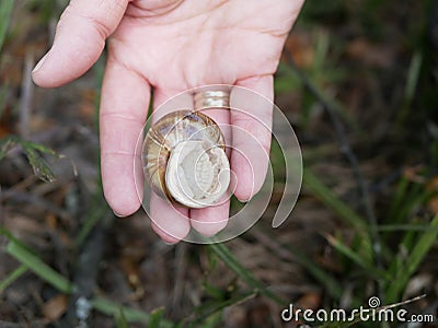 a large grape snail lies in the palm of the woman`s right hand with two gold rings on the finger Stock Photo