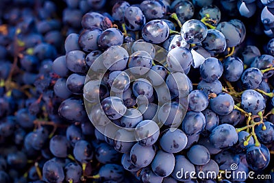 Large grapes closeup. Background of grapes Stock Photo