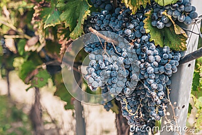 Large grapes on the farm - a good year Stock Photo