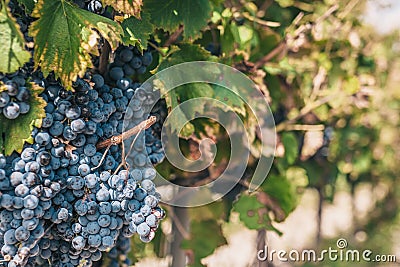 Large grapes on the farm - Luberon Stock Photo