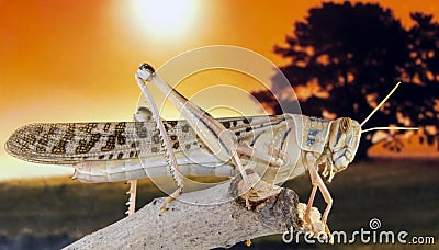 Locust standing on a branch Stock Photo