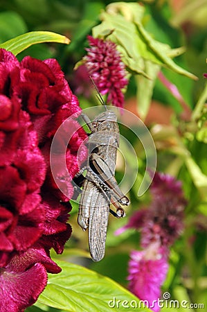 Large grasshopper on pink flower Stock Photo