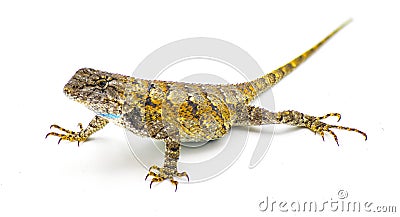 Large gravid female eastern fence lizard or swift - Sceloporus undulatus - front side profile view isolated on white background. Stock Photo