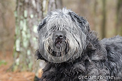 Large gray fluffy scruffy Old English Sheepdog Newfie type dog needs groom Stock Photo