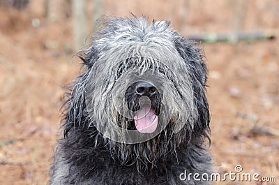 Large gray fluffy Sheepdog type dog panting tongue Stock Photo