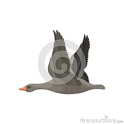 Large gray goose in flying action with wide open wings. Wild bird with long neck and orange beak. Flat vector icon Vector Illustration