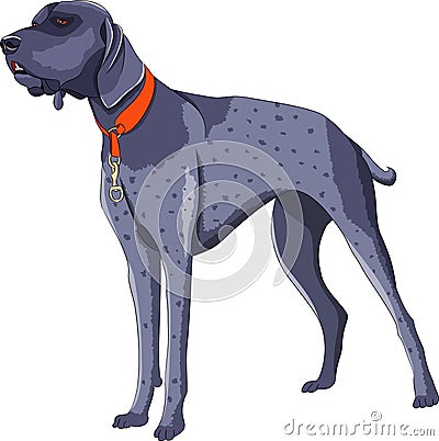 Large gray hunting dog isolated on white background. Vector Illustration