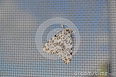 A large gray moth sits on a window mesh Stock Photo