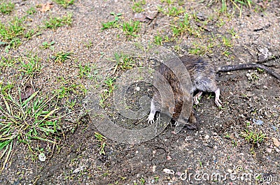 Large gray wild rat sits on the ground in a city park on a background of green grass. Long-tailed rodent order Rodentia genus Stock Photo