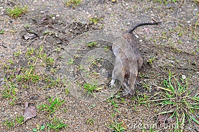 Large gray wild rat sits on the ground in a city park on a background of green grass. Stock Photo