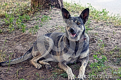 A large gray yard dog lies on the grass and the ground and looks Stock Photo