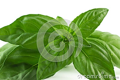 Green Leaf of Basil Stock Photo