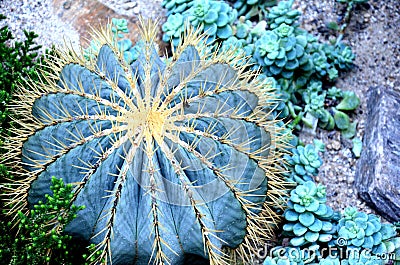 large green cactus among succulents Stock Photo