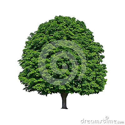 Large green chestnut tree grows in isolation Stock Photo