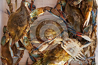 Large green crabs lie in a transparent box. Top view Stock Photo