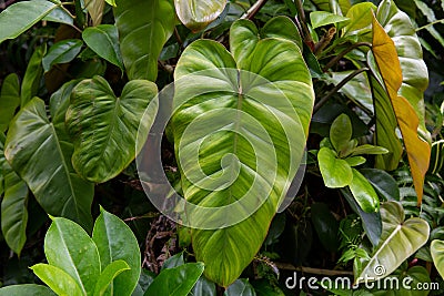 A large green elephant ear plant leaf Colocasia in a jungle forest. Stock Photo