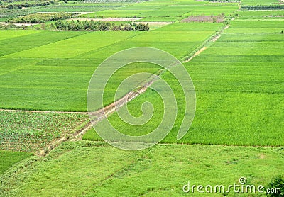 Large green farm land Stock Photo