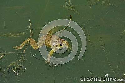 A large green frog swims in the water Stock Photo