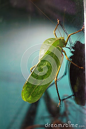 A large green grasshopper looks and holds its paws Stock Photo