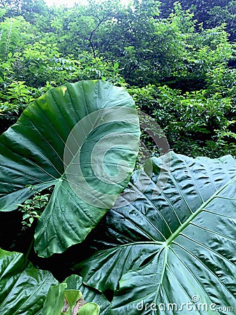 Large Green Leaf of Colocasia Esculenta Stock Photo