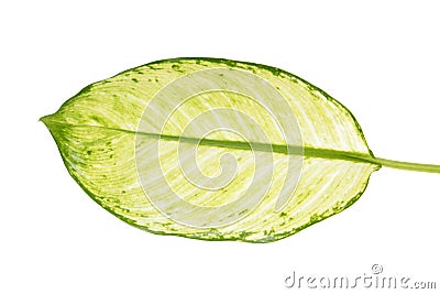 Large green leaf of tropical plant Dieffenbachia seguine or dumb cane isolated on white background Stock Photo