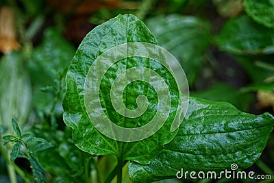 A large green leaf of a wild wet plantain plant Stock Photo