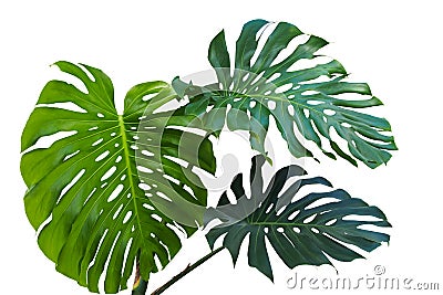 Large green leaves of monstera or split-leaf philodendron Monst Stock Photo